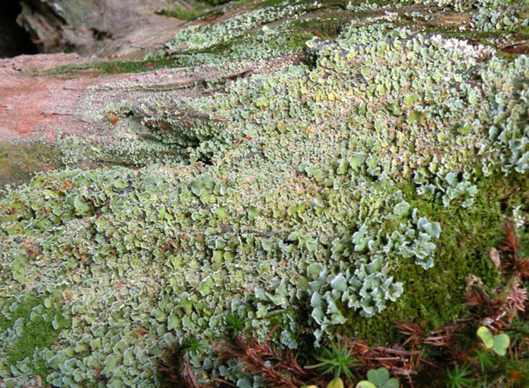 Lobaria virens?